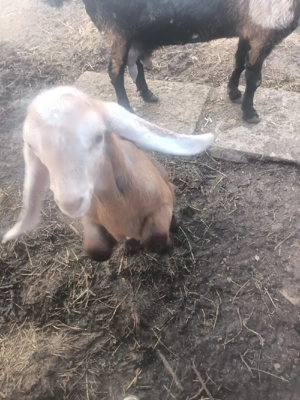 Ied anglonubian de vânzare - imagine 5