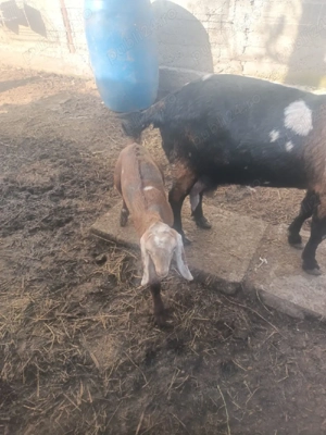 Ied anglonubian de vânzare - imagine 3