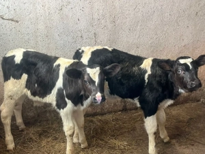 Vând taurasi  - imagine 2