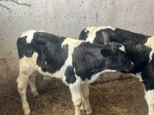 Vând taurasi  - imagine 5