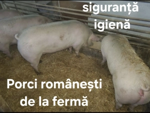 OFERTĂ Porci rasă carne românești -  siguranță igienă Ploiesti 