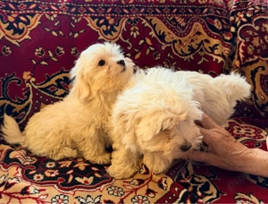 Vand 2 cateluse bichon