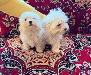 Vand 1 catelusa  bichon - imagine 2