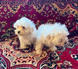 Vand 1 catelusa  bichon - imagine 3