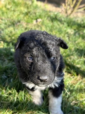 Donez catei talie medie - imagine 3