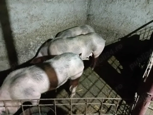 purcei antarcati .și scroafe gestante pietrain  - imagine 3