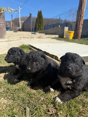 Donez catei talie medie