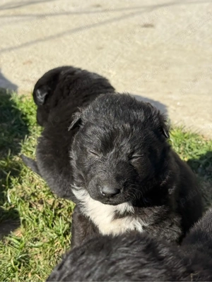 Donez catei talie medie - imagine 2