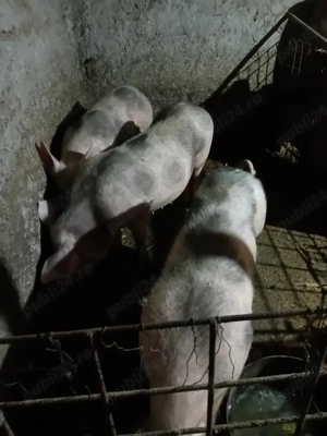 purcei antarcati .și scroafe gestante pietrain  - imagine 4