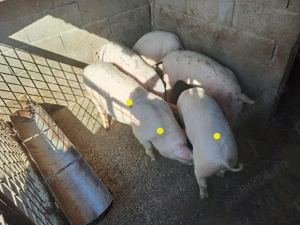 Porci landras cu marele alb - imagine 3