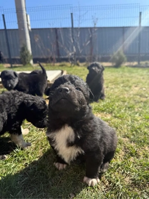 Donez catei talie medie - imagine 4