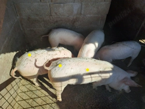 Porci landras cu marele alb - imagine 2