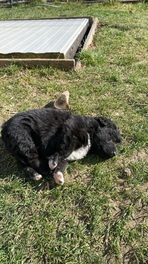 Donez catei talie medie - imagine 5