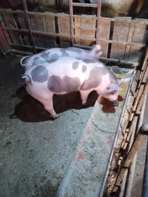 purcei antarcati .și scroafe gestante pietrain  - imagine 5