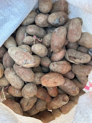 Cartofi pentru animale