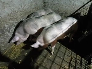 purcei antarcati .și scroafe gestante pietrain  - imagine 2