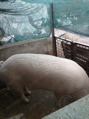 de vânzarea crescut in gospodărie proprie rasă landras  - imagine 2