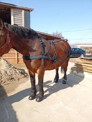 vand ham pt semigreu 