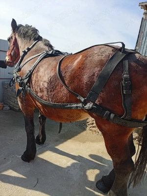 vand ham pt semigreu  - imagine 3