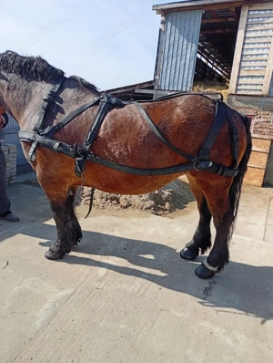 vand ham pt semigreu  - imagine 4