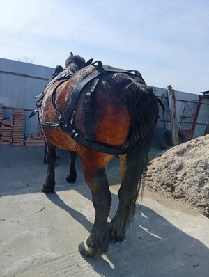 vand ham pt semigreu  - imagine 2