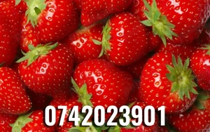 Răsad (stoloni) căpșuni, soi care rodește din iunie  pană îngheață