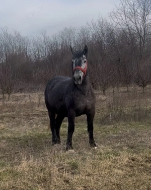 Vând sau schimb cu mânză frizz sau metis mânză de 3 ani 
