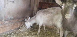 Vănd 2 iede de 5 luni - imagine 4