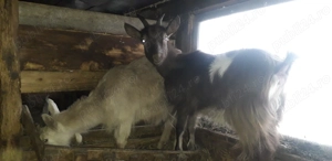 Vănd 2 iede de 5 luni - imagine 3