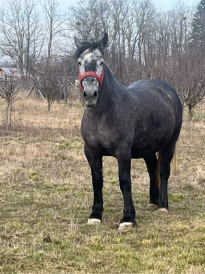 Vând sau schimb cu mânză frizz sau metis - imagine 3