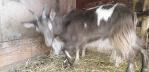 Vănd 2 iede de 5 luni - imagine 2