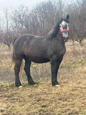 Vând sau schimb cu mânză frizz sau metis - imagine 5