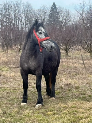 Vând sau schimb cu mânză frizz sau metis - imagine 2