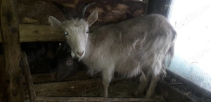 Vănd 2 iede de 5 luni - imagine 5