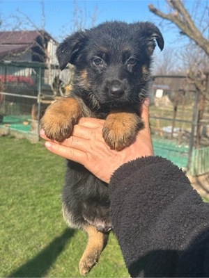 Pui ciobanesc german - imagine 3