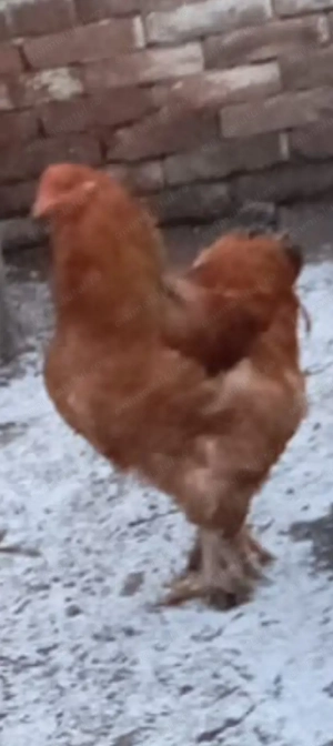 Cocos Bramah de vînzare 