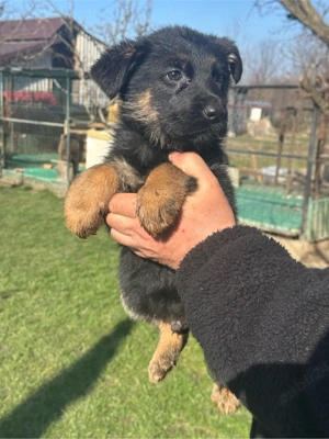 Pui ciobanesc german - imagine 4