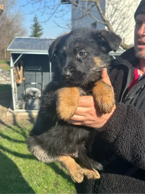 Pui ciobanesc german - imagine 2