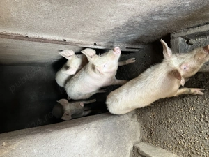 Porci de țară crescuți natural - imagine 2