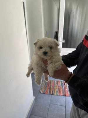 De vinzare bison maltez baietel 