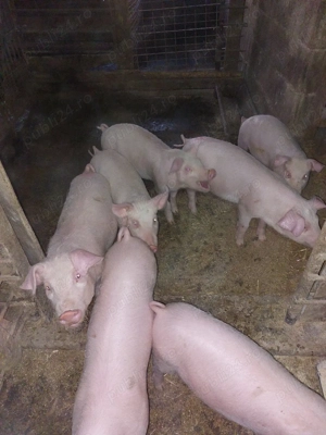 Purcei 14 saptamîni Landras