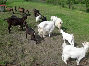 Vănd iezi, capre, țapi - imagine 4