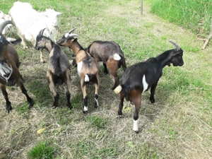 Vănd iezi, capre, țapi - imagine 2