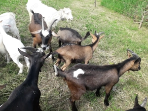 Vănd iezi, capre, țapi - imagine 3