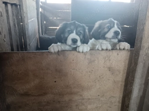 Cățeluși ciobănesc românesc  - imagine 4