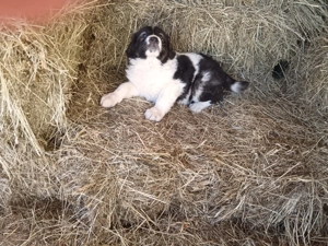 Cățeluși ciobănesc românesc  - imagine 2