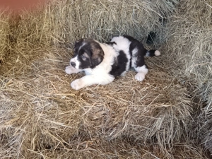 Cățeluși ciobănesc românesc  - imagine 3