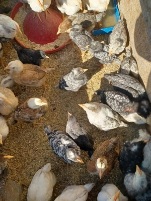 Vând pui de casă  - imagine 2