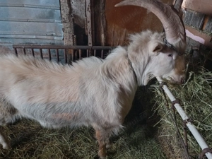 Țap Saanen tânăr (2 ani), exemplar deosebit  - imagine 2