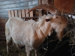 Țap Saanen tânăr (2 ani), exemplar deosebit  - imagine 4